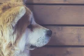After a while staring, it looks like they are trying to fight something off their face. Head Pressing In Dogs Don T Ignore The Signs