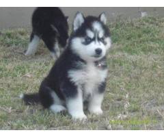 Siberian huskies love to wander, and they are full of energy and independence. Siberian Husky Puppies Price In Nashik Siberian Husky Puppies For Sale In Nashik