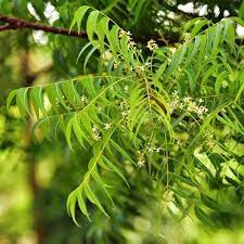 Azadirachta indica ist auf tropisches und subtropisches klima angewiesen. Neem Tree Azadirachta Indica The Plantbox
