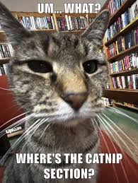 Image result for lolcats