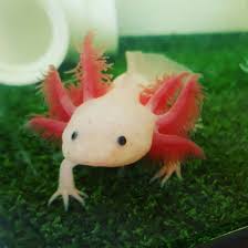 Blue Gill Leucistic Axolotl Axolotl Axolotl Pet Axolotl Cute