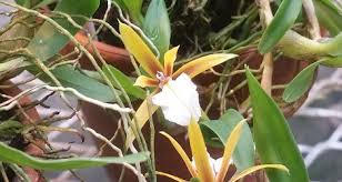 This is a wonderful miniature creeping orchid native to mexico, cuba. Dinema Polybulbon Orchidaceae Orchids Wild Flowers