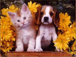 Cute Puppies And Kittens Wallpapers Top Free Cute Puppies And Kittens Backgrounds Wallpaperaccess Find the perfect puppy kitten stock photos and editorial news pictures from getty images. cute puppies and kittens wallpapers