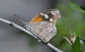 Image result for Ochna dolicharthros