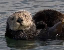 Unique gift ideas with otter designs and photos. A Crushing Bite Gives Sea Otters Their Cute Mugs Scientific American Blog Network
