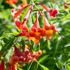 Image result for Tecoma