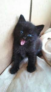 Lolett Y Natanael On Twitter Kittens Cutest Cute Cats Cats