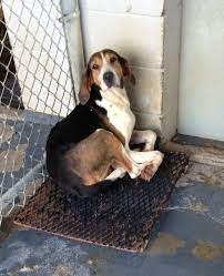 Treeing Walker Coonhound F 15603 In Greeneville Tn Greene County Animal Shelter Treeing Walker Coonhound Tierheim