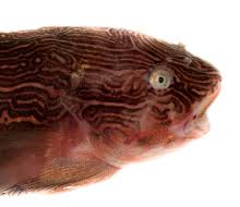 Image result for Liparis harketii