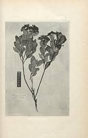 Image result for Vernonia madefacta