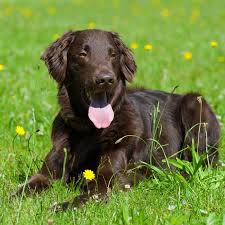 Image result for flat coated retrívr