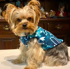 Wellness dog food is the number one natural dog food in singapore! Yorkie Fashion Fantasy Small Dog Clothes Home Facebook