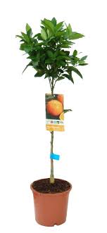 Diese farbe ist mit der frucht untrennbar verbunden. Obstpflanze Von Botanicly Orangenbaum Kaufland De