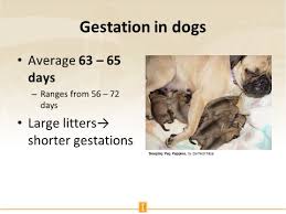 Animal flashcards, animals, body parts, elementary school, esl printables, flashcards, reading. Slides And Notes For Basic Reproduction Of The Dog