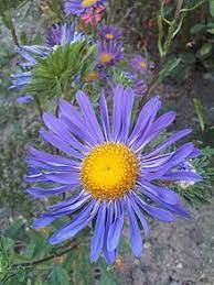 Callistephus Aster Plant Guide Echinacea