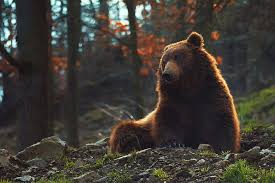 Maybe you would like to learn more about one of these? Forest Pose Bear Sitting Brown Mikhaylo Potapych Hd Wallpaper Wallpaperbetter