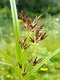 Image result for Cyperus longus