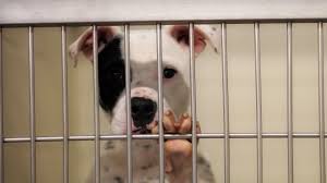You can revoke your consent to receive emails at any time by using the unsubscribe link, found at the bottom of every email. New California Laws Aim To Save More Companion Animals In Shelters Animal Legal Defense Fund