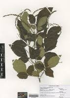 Image result for Allophylus rubifolius