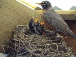 Pictures of baby robins at different ages. Baby Robins Daily Photos From Egg To Empty Nest Happy Hooligans