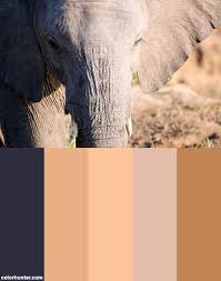 Elephant Malamala Game Reserve South Africa Color Scheme From Colorhunter Com Game Reserve Elephant Color Schemes