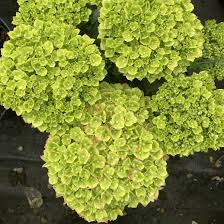 Image result for Hydrangea macrophylla bela obrázek