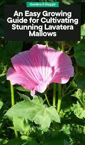 An Easy Growing Guide For Cultivating Stunning Lavatera Mallows Garden And Happy