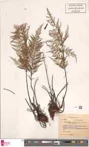 Image result for Pityrogramma calomelanos