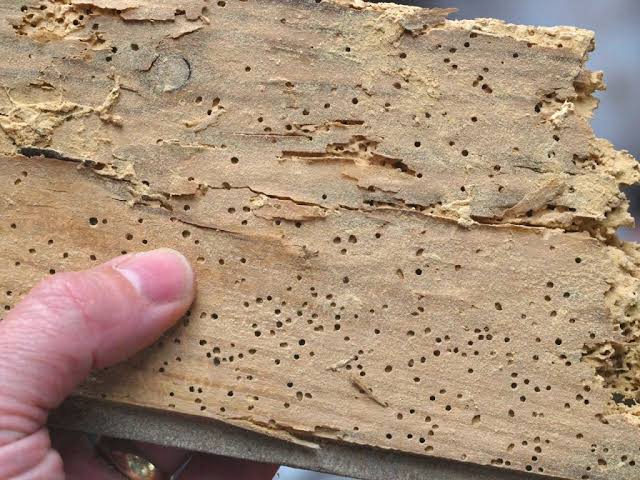 Guide on identifying woodworm and making a judgement on activity. |  Preservation Expert