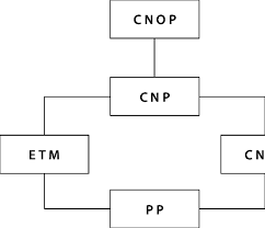 Organization Chart Of The Napa Team Note Cnop Project