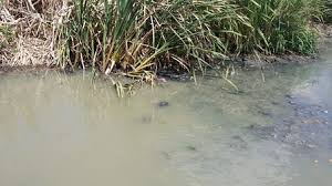 Image result for photos  lake chivero polluted  by sewage