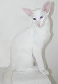 Black And White Siamese Cat Foreign White Balinese Siamese Oriental Shorthair Cats Balinese Cat Devon Rex Cats