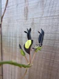Image result for Crotalaria nigricans