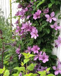 Clématite margaret huntfrench description : Debby Botanica Trading On Instagram Clematis Combination Gorgeous Planting Of A Slightly Bluey Pink Clematis Margaret Hunt Paire Clematis Plants Perennials