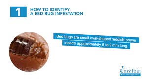 Bed bugs are one of the most common pest problems in charlotte. Charlotte Bed Bug Exterminator Bed Bug Treatment Carolina Pest