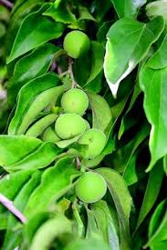 Image result for Dovyalis macrocalyx