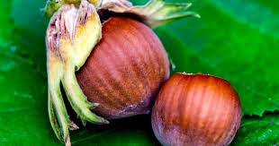 Image result for antraknóza ořešáku