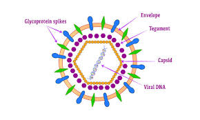 Between outbreaks, the virus is dormant in the sensory ganglia neurons, a group of nerve cells near the ear. 87 Best Hsv 1 Images Stock Photos Vectors Adobe Stock