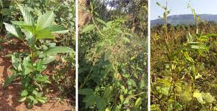 Image result for Corchorus olitorius