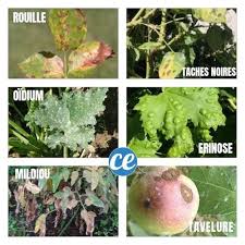 We did not find results for: Le Pschit Magique Contre Le Mildiou Et L Oidium Sur Les Plantes