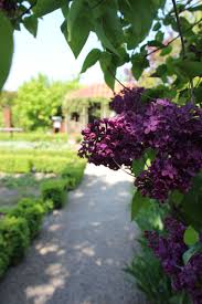 Der Flieder In Unserem Krautergarten Bluht Klosterhornbach Garten Natur Erholung Geniessen Entspannen Relaxen H Kloster Hotels In Der Pfalz Hornbach