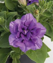 Image result for foto petúnie