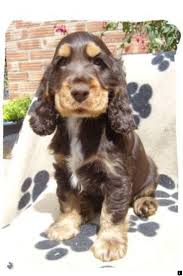 Black And Tan American Cocker Spaniel Discover More About Husky Puppies Simply Click Here To Get More Information Viewing The Website Is Worth Your Time Spaniel Puppies Dogs Puppies