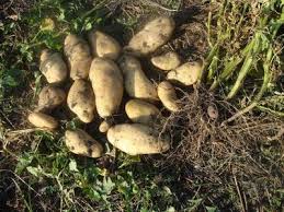 какой способ размножения используют при выращивании картофеля и лука Posadka Kartofelya Rostkami Vniz Uskorit I Uvelichit Urozhaj Floraprice Ru