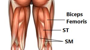 We did not find results for: The Complete Guide To Training Your Legs