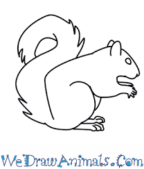 You will then sketch out the shape of the body before you move to step two. How To Draw A Squirrel