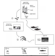 the diagram below show the life cycle of a species of large