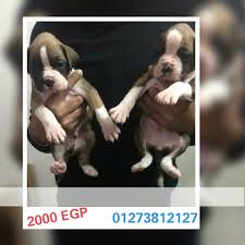 مصر القاهرة 3 كلاب بوكسر للبيع العمر 40 كلاب جيدة جيداا بصحة جيدة pet4sell dogs animals