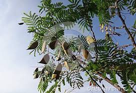 Sappan Wood Tree Sappan Lignum Sappan Caesalpinia Japan Wood Bakkum Wood Indian Redwood Red Bud Brezel Wood Bois Sapp Flowering Trees Wood Tree Red Bud