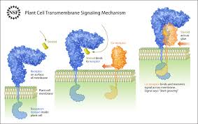 We did not find results for: Important Aspects Of Signalling Across Cell Membranes In Plants